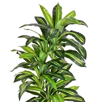 Planta Artificial Grillo Dracena X3 148cm Verde (MP)