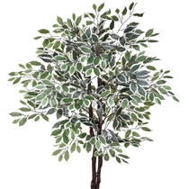 Planta Artificial Grillo Ficus X2 162cm Verde Branco (MP)