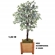 Planta Artificial Grillo Ficus X2 162cm Verde Branco (MP)